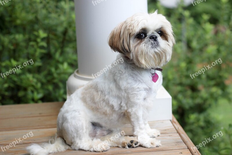 Dog Shih Tzu Porch Free Photos