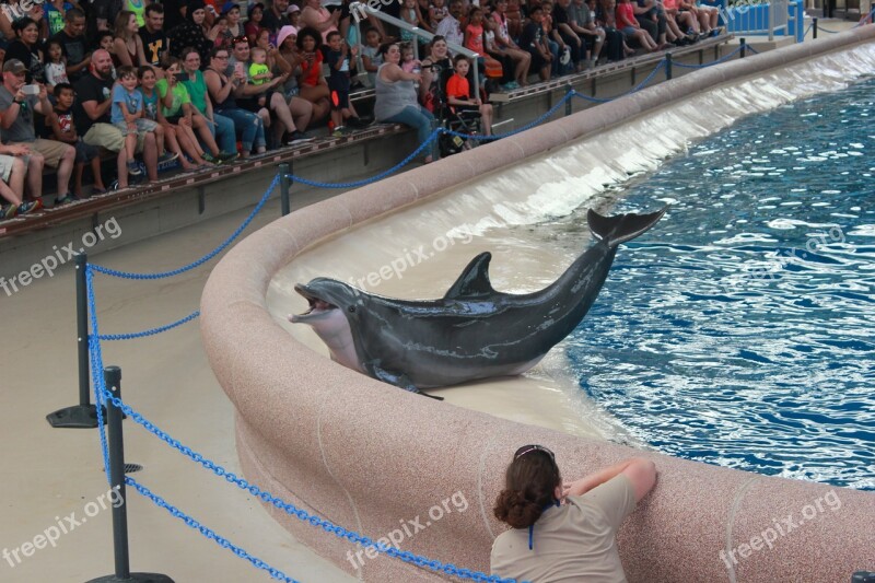 Zoo Animal Dolphin Trainer Water