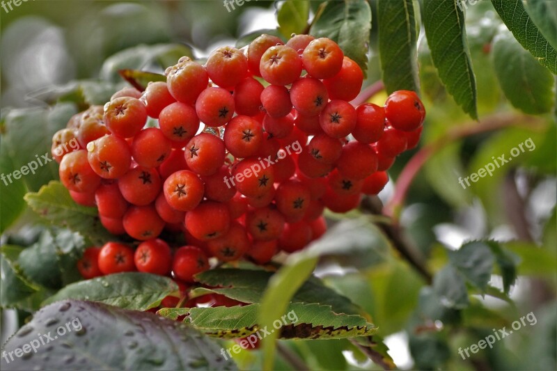 Rowan Fruits Red Tree Autumn