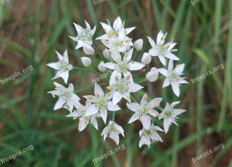 Leek Flower Chickweed White Flower Leek Food