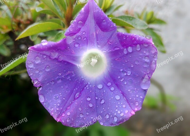 Every Flower Morning Glory Pink Flower Flowers Trickle