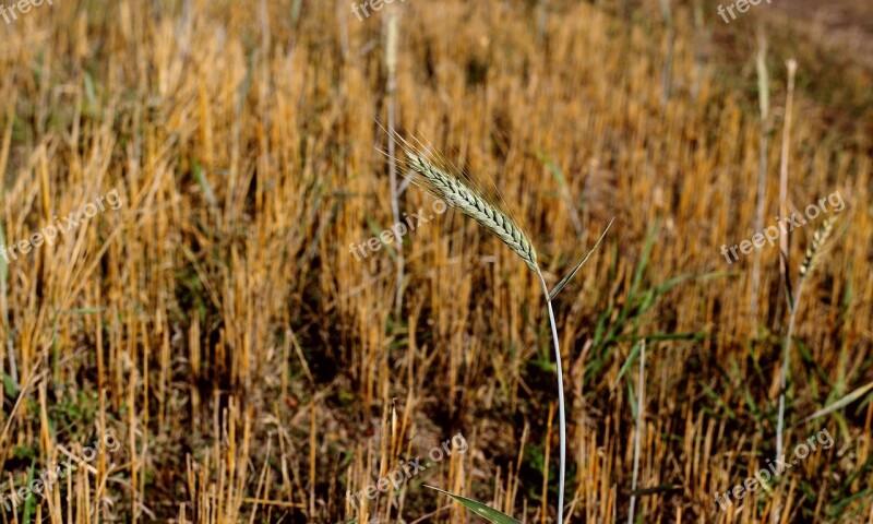 Stubble Field Cereals Harvest Nature