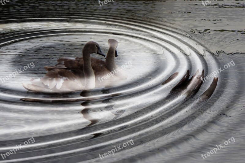 Swans Young Swans Water Waves Water Free Photos