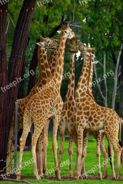 Giraffes Necks Africa Heads Wildlife