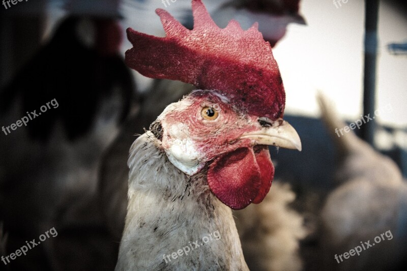 Chicken Chickens Stall Dark Grey