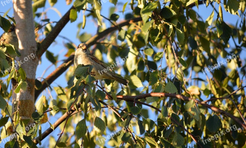 Bird Fink Tree Birch Branches