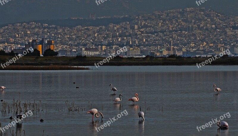 Wetland Flamingo Nature Bird Pink