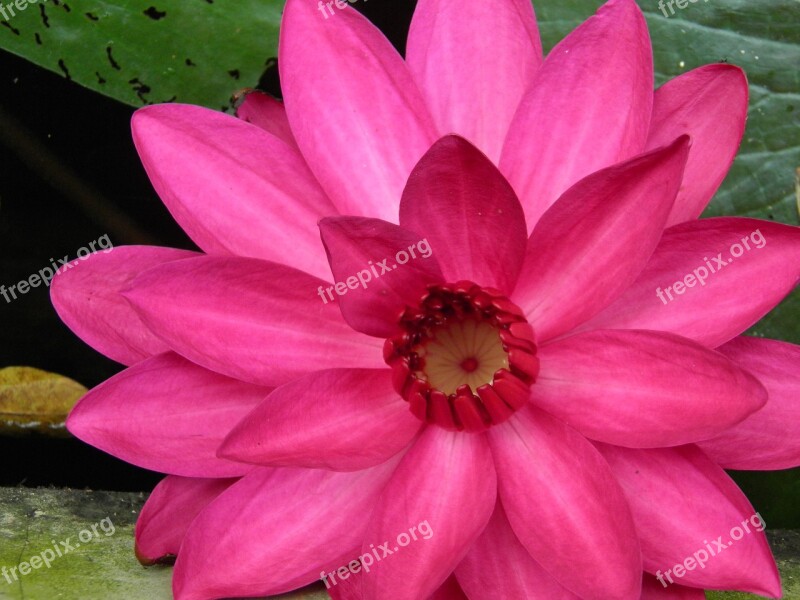 Water Lily Nature Flower Pond Pink