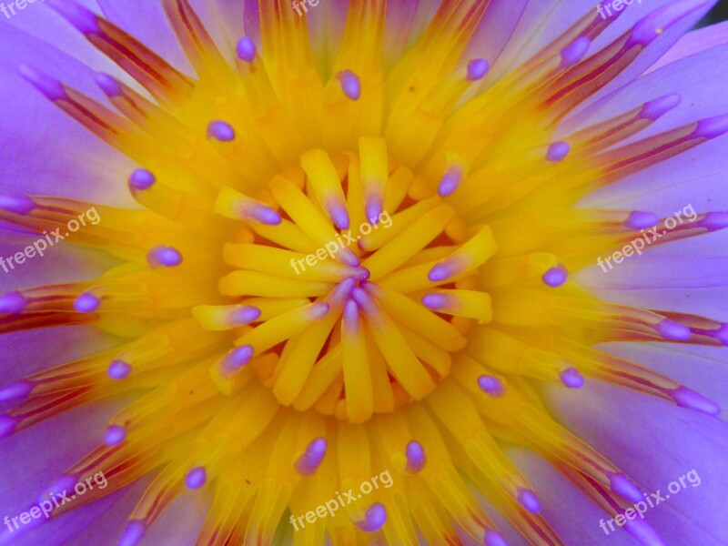 Water Lily Nature Water Flower Nymphaea