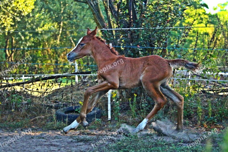 Foal Horse Gallop Fuchs Suckling