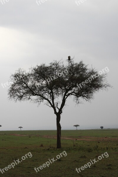 Acacia Kenya Tree Africa Savana