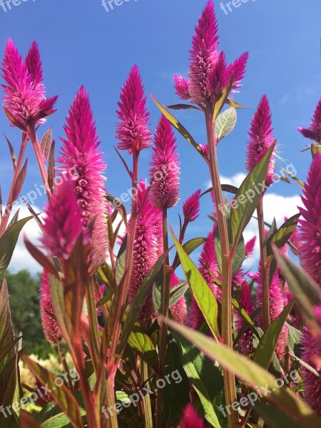 Celosia Flowers Floral Bloom Plant