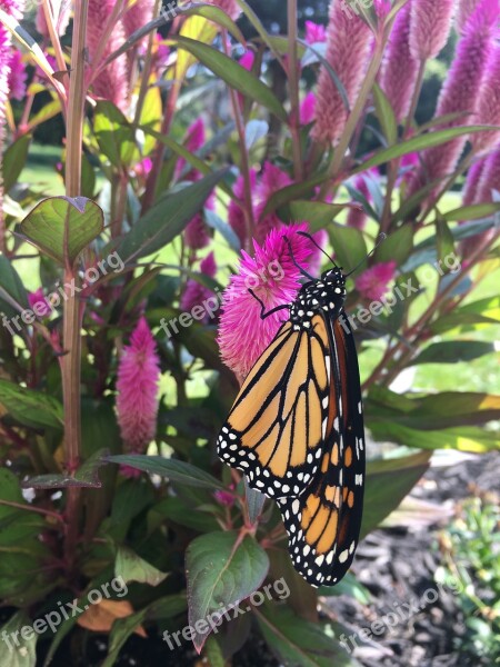 Monarch Butterfly Nature Orange Insect