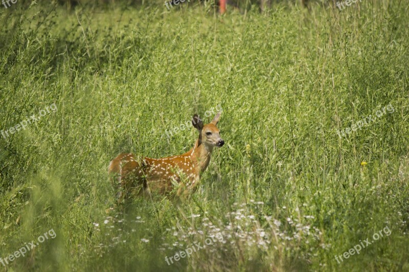 Fawn Nature Young Outdoors Wildlife