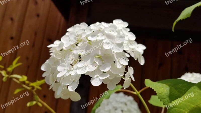 Hydrangea Summer White Flowers Rainy Season