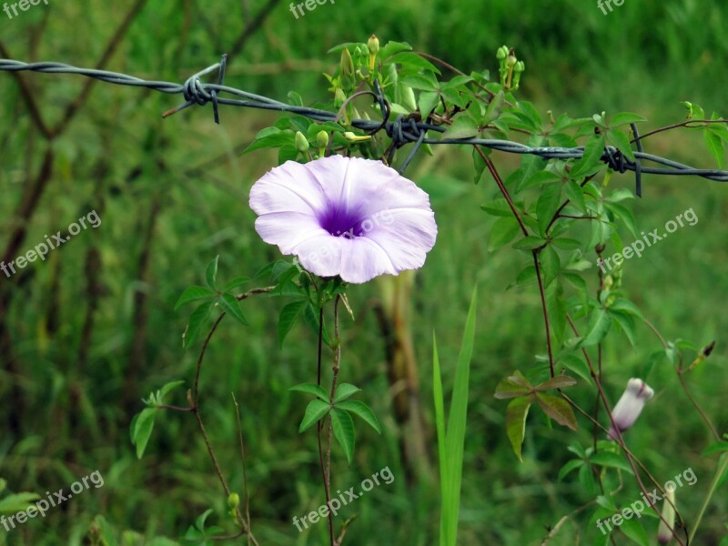 Tree Climbing Climbing Flowers Weed Holledau Clematis