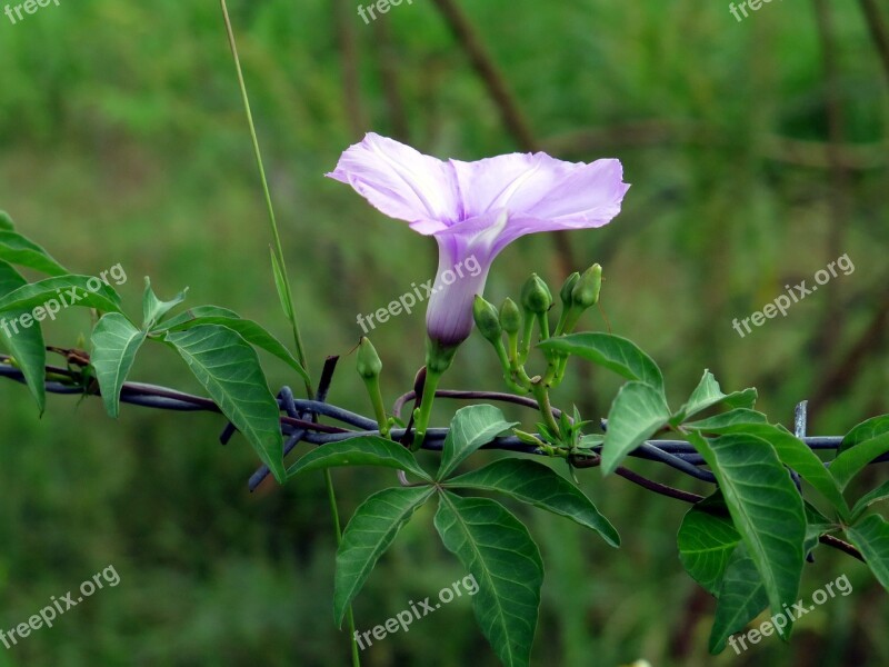 Flower Wildflowers Color Flower Heart Climbing Flowers Natural