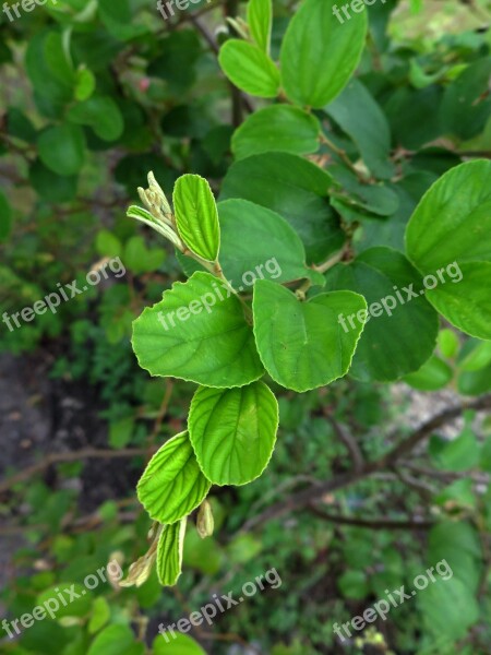 Apple Tree Plant Natural Apples The Leaves