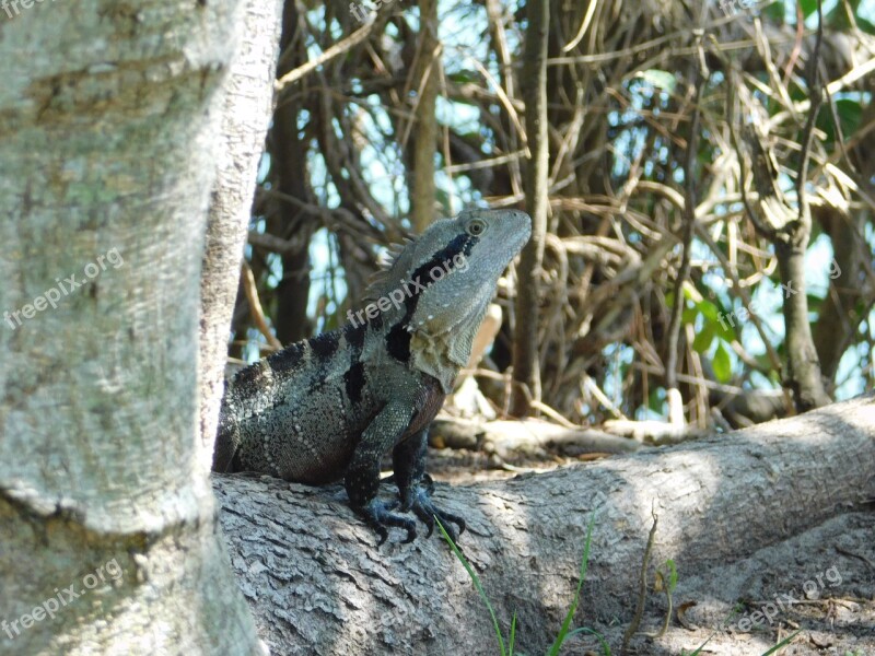 Dragon Water Dragon Lizard Reptile Perched