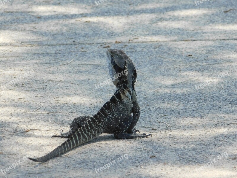 Dragon Water Dragon Reptile Lizard Nature