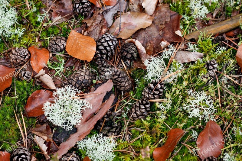 Pine Cones Fall Foliage Moss Forest Free Photos