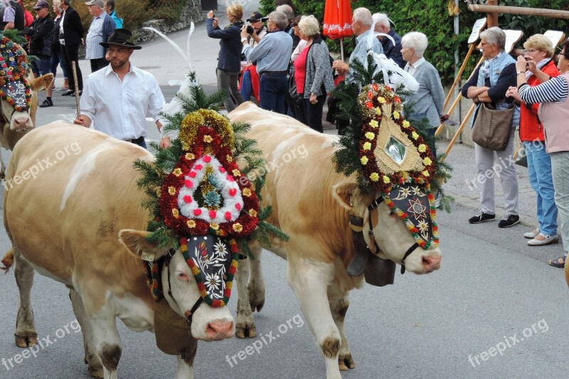 Almabtrieb Add Zillertal Cow Alm