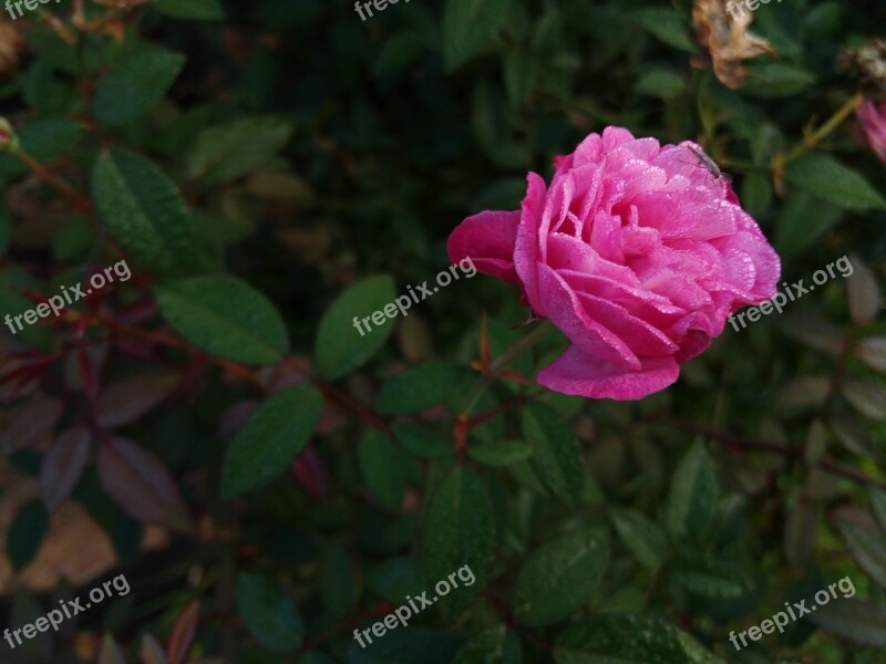 Flower White Flower Nature Garden Beauty