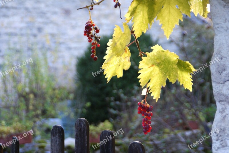 Vine Vintage Wine Grape Autumn