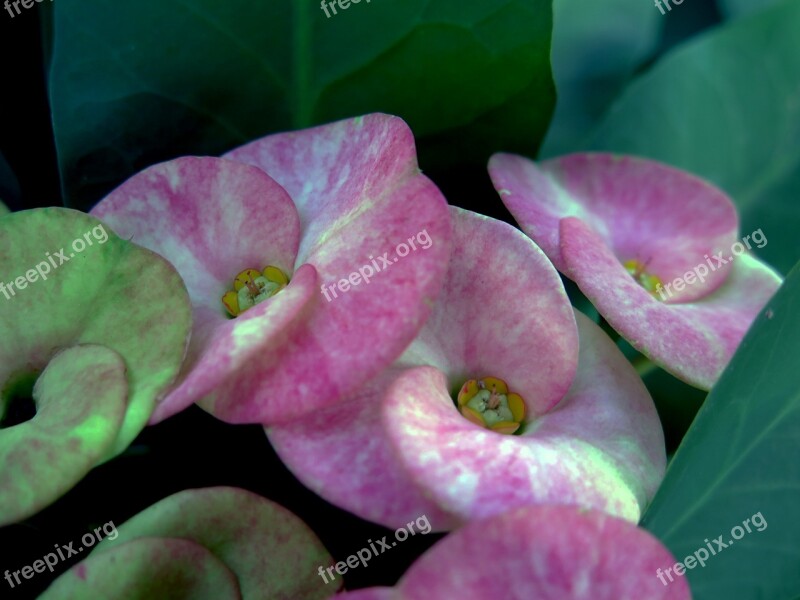 Cactus Flowers Cactus The Garden Makro Lesbian