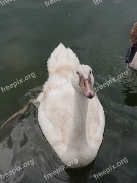 Animal Children Swan Water Water Bird Plumage