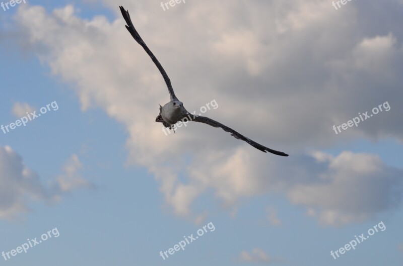 Seagull Bird Flying Sky Sea