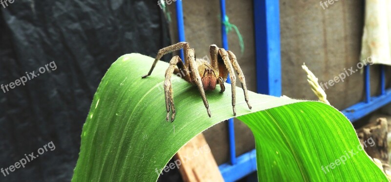 Nature Garden Spider Leaf Guatica