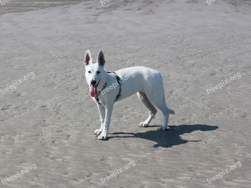 White Shepherd Dog White Shepherd Schäfer Dog Dog Puppies