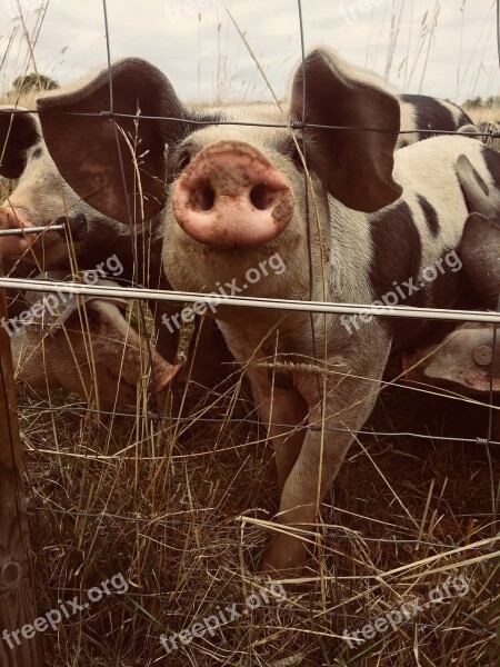 Pig Charm Sweet Smiles Face