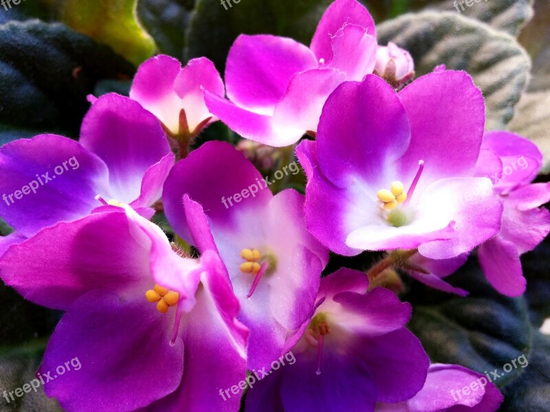 Blossom Bloom Houseplant African Violets Plant