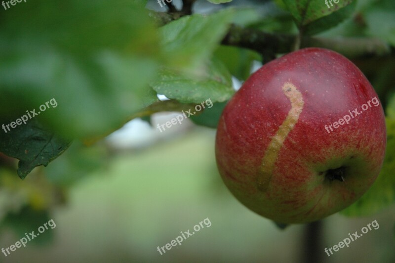 Apple Cultural Property Old Variety Healthy Free Photos