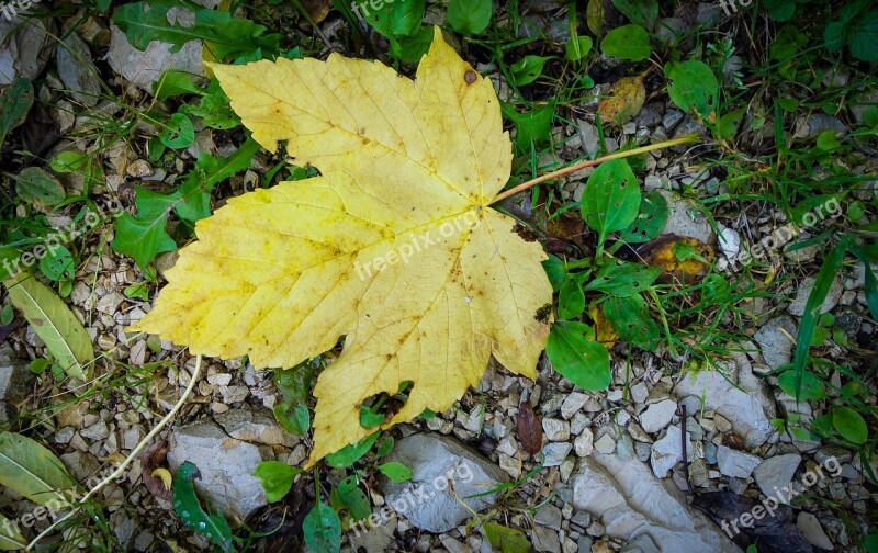 Leaf Maple Leaf Maple Boxer Shorts Yellow