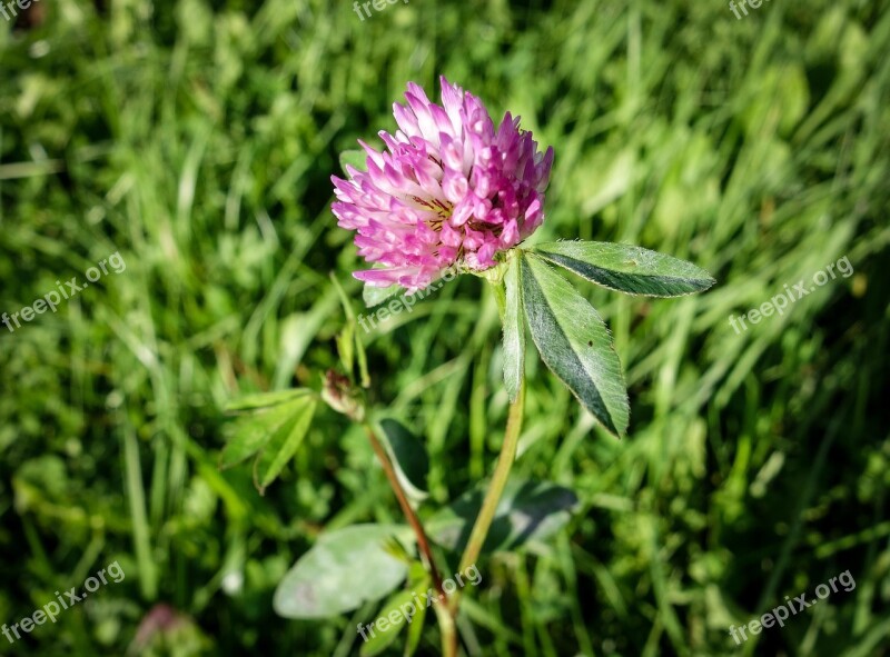 Klee Clover Flower Purple Meadow Plant