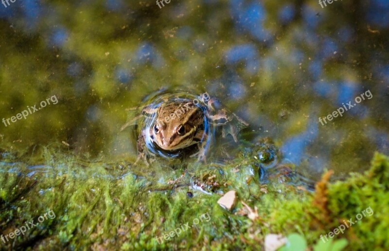 Frog Toad Tree Frog Pond Pools