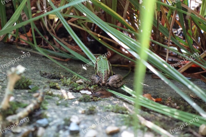 Frog Toad Tree Frog Pond Pools