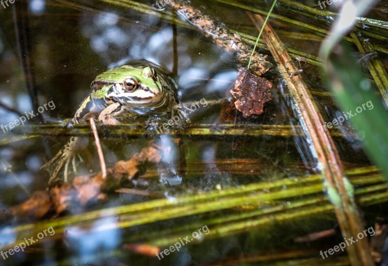 Frog Toad Tree Frog Pond Pools