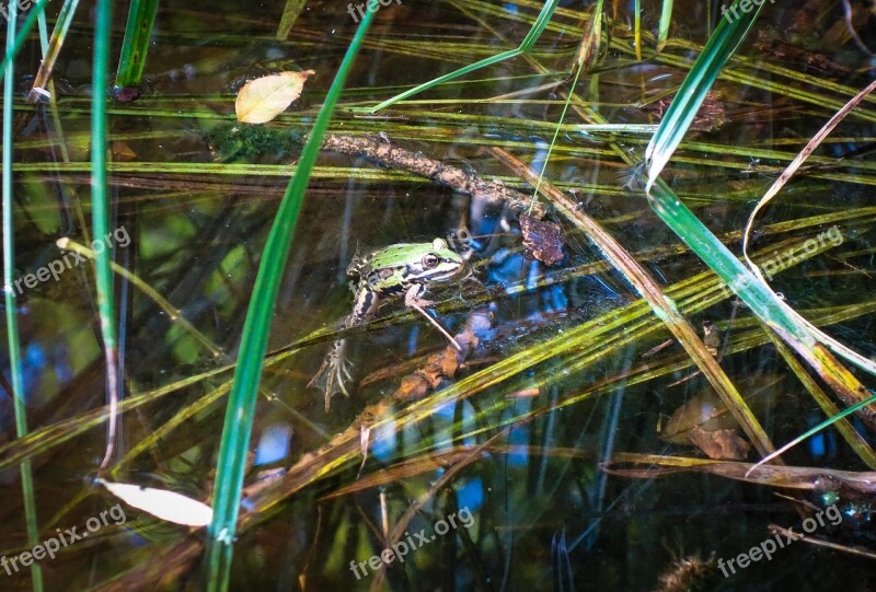 Frog Toad Tree Frog Pond Pools