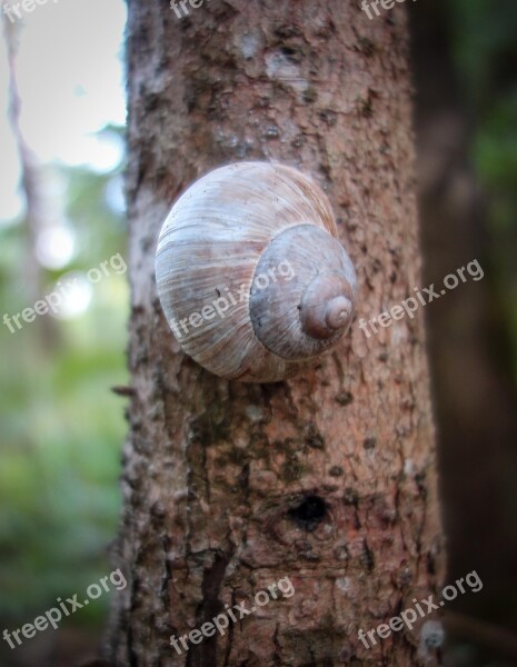 Snail Shell Tree Log Macro