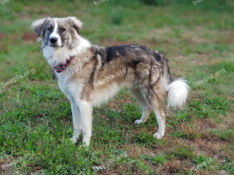 Dog Herd Protection Dog Border Collie Mongrel Meadow Nature