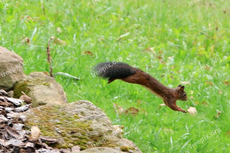 Squirrel Jumps Green Grass Meadow