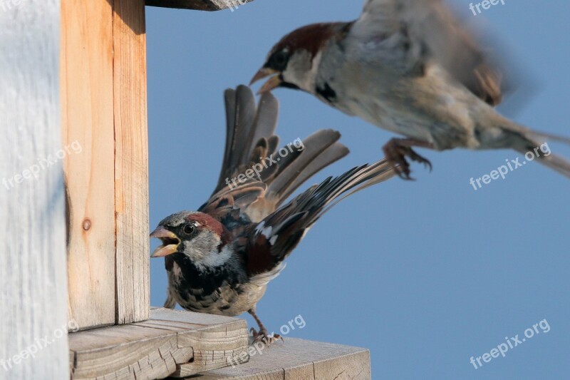 Sparrow Sperling Dispute Aviary Free Photos