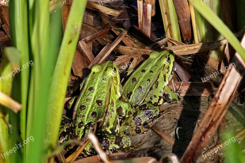 Frogs Toads Amphibians Frog Pond Pairing