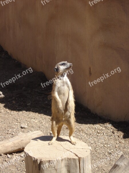 Meerkat Animal Nature Mammal Cute