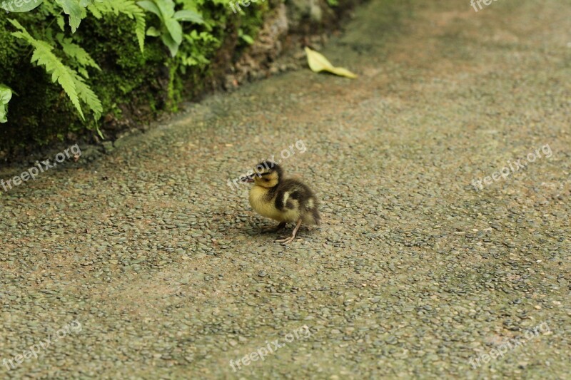 Ducklings Papilliorama Away Free Photos