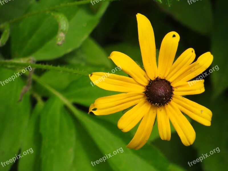 Black Eyed Susan Bloom Yellow